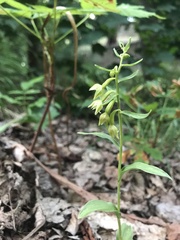 Epipactis bugacensis