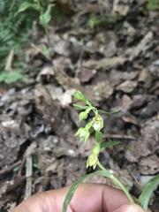 Epipactis bugacensis