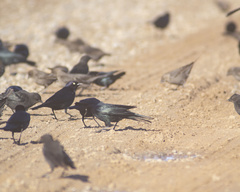 Euphagus