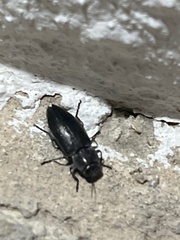 Melanophila cuspidata