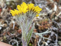 Tephroseris yukonensis