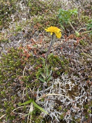 Tephroseris yukonensis