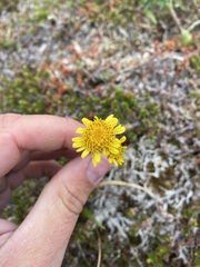 Tephroseris yukonensis
