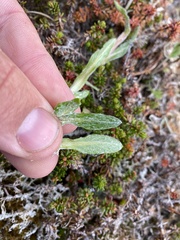 Tephroseris yukonensis