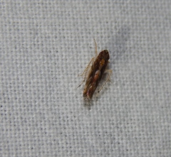 Scaphoideus omani