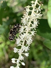 Eristalis saxorum