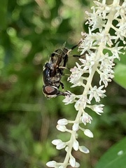 Eristalis saxorum