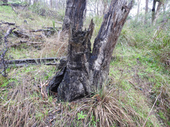 Lactarius eucalypti