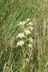 Platanthera praeclara