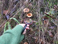 Lactarius eucalypti