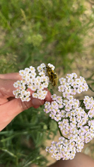 Lepturobosca chrysocoma