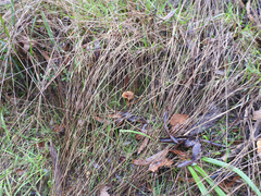 Lactarius eucalypti