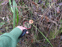 Lactarius eucalypti