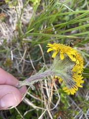 Tephroseris yukonensis