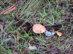 Lactarius eucalypti