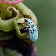 Polydrusus impressifrons