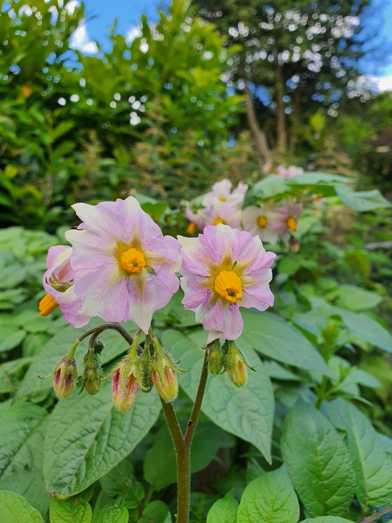Freshly lifted potato tubers beside the plant