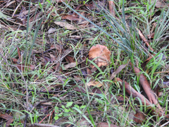 Lactarius eucalypti