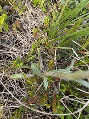 Tephroseris yukonensis