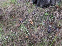 Lactarius eucalypti