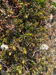 Rhododendron tomentosum