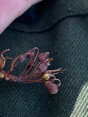 Rhododendron tomentosum