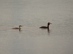 Podiceps cristatus
