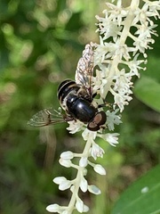 Eristalis saxorum