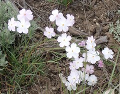 Phlox multiflora
