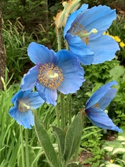Meconopsis