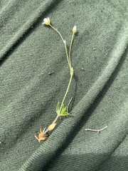 Stellaria edwardsii
