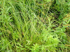 Carex aggregata