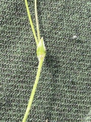Stellaria edwardsii