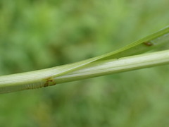 Carex aggregata