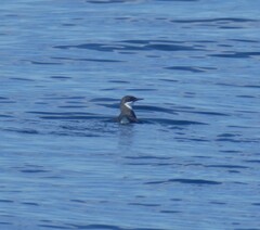 Synthliboramphus craveri