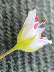 Stellaria edwardsii