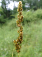 Carex aggregata