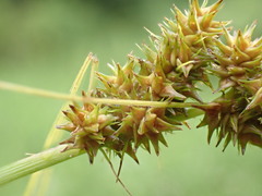 Carex aggregata