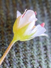 Stellaria edwardsii