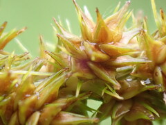 Carex aggregata