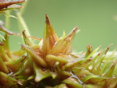Carex aggregata