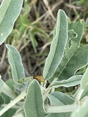 Zonosemata vittigera