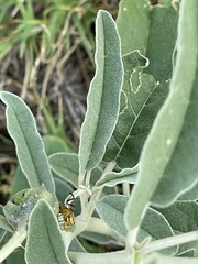 Zonosemata vittigera