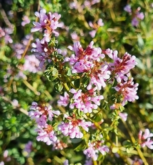 Amphithalea ericifolia