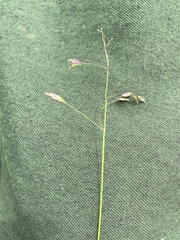 Poa arctica