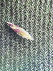 Poa arctica