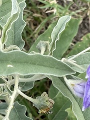 Zonosemata vittigera