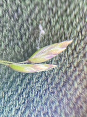 Poa arctica