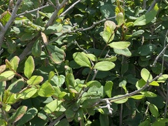 Berberis amurensis