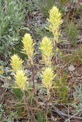 Castilleja flava